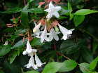 Abelia