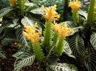 Aphelandra