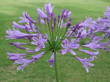 Agapanthus