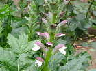 Acanthus