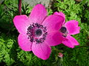 Anemone