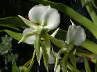 Angraecum