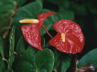 Anthurium