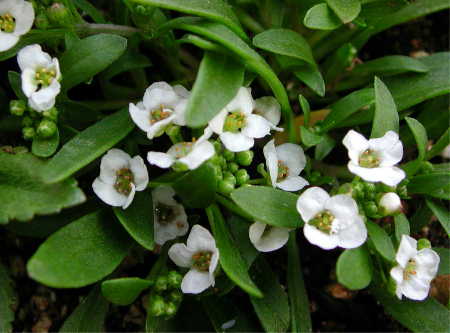 Sweet alyssum