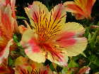 Alstroemeria