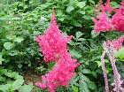 Astilbe