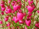 Boronia