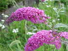 Buddlejai[؁j