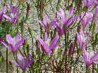 Brodiaea