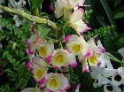 Dendrobium