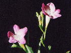 Freesia