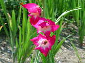 Gladiolus