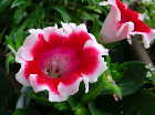 Gloxinia