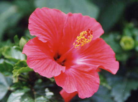 Hibiscus