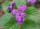 Heliotrope