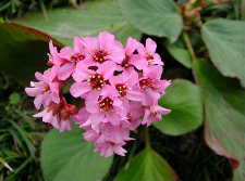 Bergenia