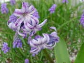 Hyacinthus