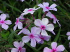 Phlox