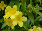 Carolina Jasmine