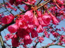 寒緋桜