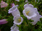 Campanula