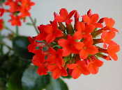 Kalanchoe