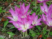 Colchicum