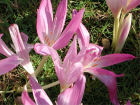 Colchicum