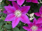 Clematis