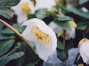 Christmas rose