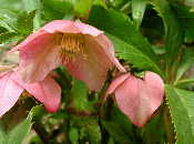 Christmas rose