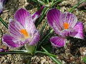 Crocus