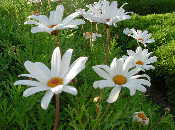 Marguerite