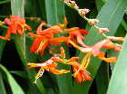 Montbretia