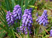 Muscari