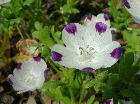 Nemophila