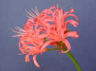 Nerine