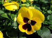 Pansy