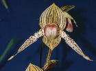 Paphiopedilum