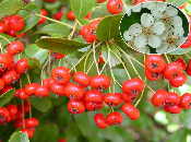 Pyracantha