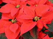 Poinsettia