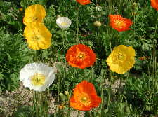 Iceland poppy