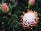 Protea