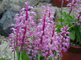 Lachenalia