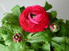 Ranunculus