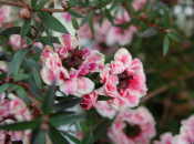 Leptospermum