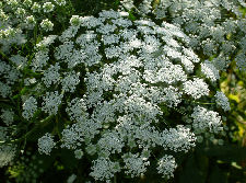 Lace flower