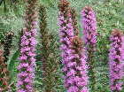 Liatris