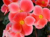 Elatior Begonia