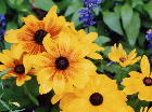 Rudbeckia